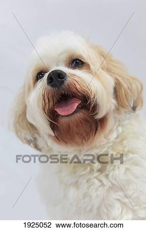 Stock Image - bichon frise dog. Fotosearch