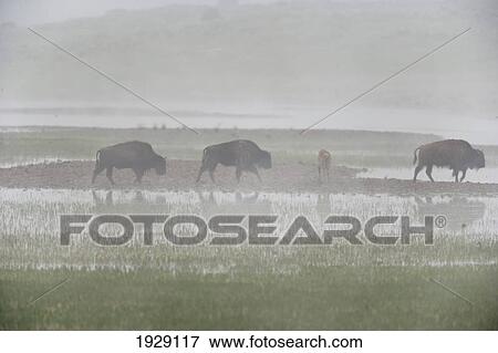bison in fog in marshy area of hayden valley, yellowstone national park; wyoming, united states of america View Large Photo Image Stock Photo - bison in fog in marshy area of hayden valley, yellowstone national park; wyoming, united states of america. Fotosearch