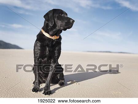 black labrador dog on beach; los lances beach, tarifa, cadiz, andalucia, spain View Large Photo Image Stock Image - black labrador dog on beach; los lances beach, tarifa, cadiz, andalucia, spain. Fotosearch