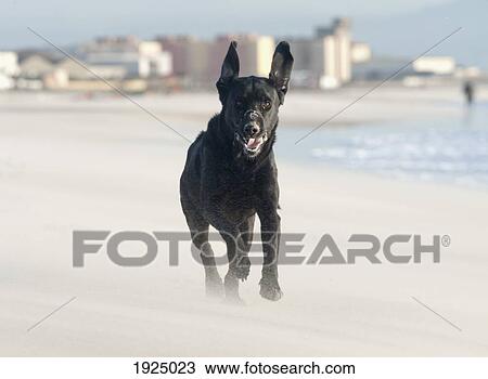 black labrador dog running on beach; los lances beach, tarifa, cadiz, andalucia, spain View Large Photo Image Stock Image - black labrador dog running on beach; los lances beach, tarifa, cadiz, andalucia, spain. Fotosearch