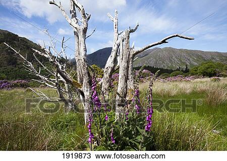 Blooming Foxglove Wildflower; Lauragh, County Kerry, Ireland View Large Photo Image Stock Image - Blooming Foxglove Wildflower; Lauragh, County Kerry, Ireland. Fotosearch