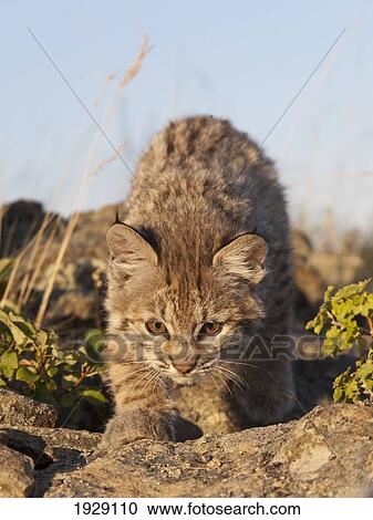 bobcat (felis rufus) kitten explores rocky outcrop; montana, united states of america View Large Photo Image Stock Image - bobcat (felis rufus) kitten explores rocky outcrop; montana, united states of america. Fotosearch
