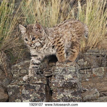 Stock Photo - bobcat (felis rufus) kitten explores rock outcrop; montana, united states of america. Fotosearch