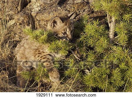 bobcat (felis rufus) kitten plays with conifer branch; montana, united states of america View Large Photo Image Stock Image - bobcat (felis rufus) kitten plays with conifer branch; montana, united states of america. Fotosearch