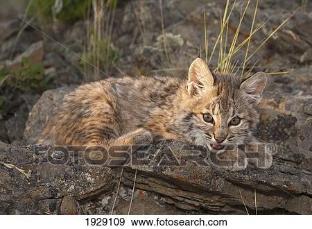Stock Photo - bobcat (felis rufus) kitten rests on rock outcrop; montana, united states of america. Fotosearch