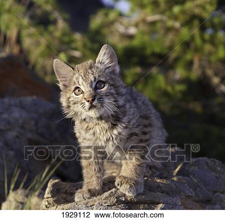 Stock Image - bobcat (felis rufus) kitten sits and looks up alertly; montana, united states of america. Fotosearch