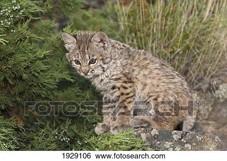 Stock Photograph - bobcat (felis rufus) kitten sits in natural scene of wild grasses and a juniper bush; montana, united states of america. Fotosearch