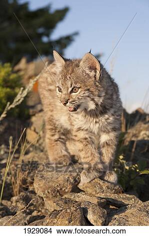 Picture - bobcat kitten explores rocky outcrop, montana, usa. Fotosearch