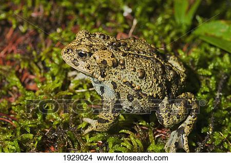 boreal toad (anaxyrus boreas boreas); edmonton, alberta, canada View Large Photo Image Picture - boreal toad (anaxyrus boreas boreas); edmonton, alberta, canada. Fotosearch