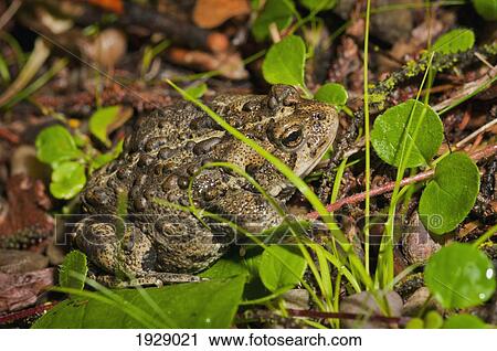 Stock Image - boreal toad (anaxyrus boreas boreas); edmonton, alberta, canada. Fotosearch