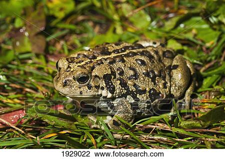 Stock Image - boreal toad (anaxyrus boreas boreas); edmonton, alberta, canada. Fotosearch