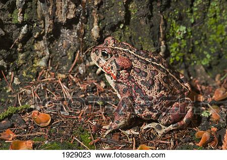boreal toad (anaxyrus boreas boreas); edmonton, alberta, canada View Large Photo Image Stock Image - boreal toad (anaxyrus boreas boreas); edmonton, alberta, canada. Fotosearch