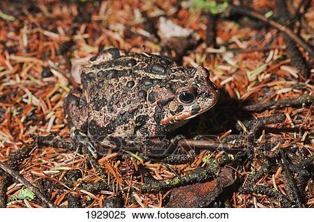 boreal toad (anaxyrus boreas boreas); edmonton, alberta, canada View Large Photo Image Stock Photography - boreal toad (anaxyrus boreas boreas); edmonton, alberta, canada. Fotosearch