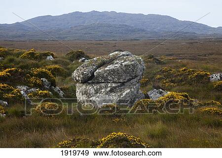 Boulder In Bog; Roundstone, County Galway, Ireland View Large Photo Image Stock Photo - Boulder In Bog; Roundstone, County Galway, Ireland. Fotosearch