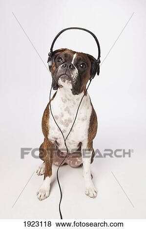 Stock Photo - boxer dog with headphones. Fotosearch