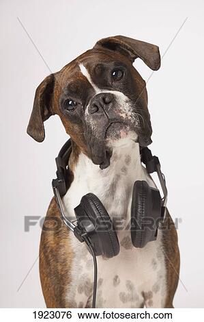 Stock Photograph - boxer dog with headphones. Fotosearch