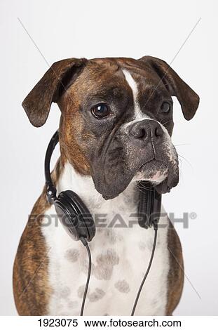 Stock Photography - boxer dog with headphones. Fotosearch