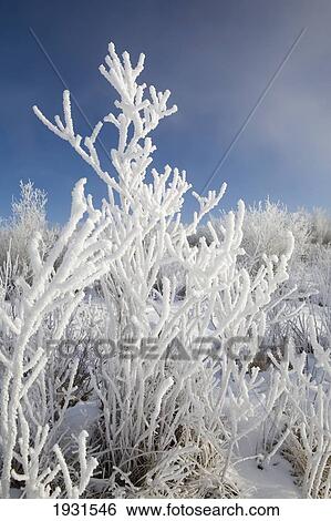 Stock Photograph - bush covered with frost; calgary, alberta, canada. Fotosearch