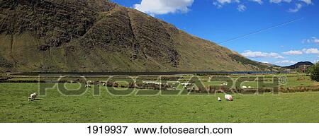 Cattle Grazing Near Glenbeg Lake; Ardgroom, County Cork, Ireland View Large Photo Image Stock Photo - Cattle Grazing Near Glenbeg Lake; Ardgroom, County Cork, Ireland. Fotosearch