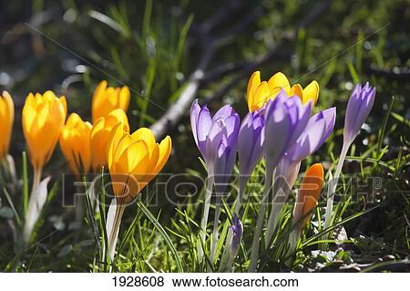 close-up colorful flowers; dumfries, scotland View Large Photo Image Stock Photo - close-up colorful flowers; dumfries, scotland. Fotosearch