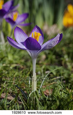 Stock Image - close-up colorful purple flower; dumfries, scotland. Fotosearch