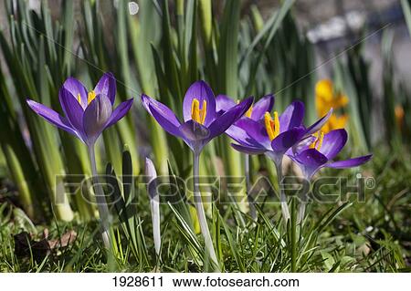 close-up colorful purple flowers; dumfries, scotland View Large Photo Image Stock Image - close-up colorful purple flowers; dumfries, scotland. Fotosearch