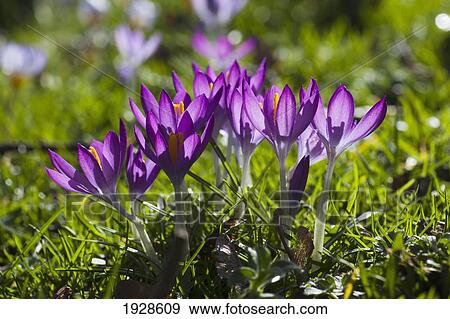 close-up colorful purple flowers; dumfries, scotland View Large Photo Image Stock Photo - close-up colorful purple flowers; dumfries, scotland. Fotosearch