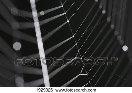Stock Photograph - close-up detail of a spider's web. Fotosearch