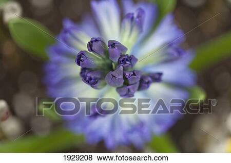 Stock Photo - close-up of a purple flower. Fotosearch