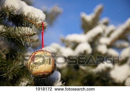 Stock Image - close-up of christmas ornament on snow-covered tree branch; whitburn, tyne and wear, england. Fotosearch