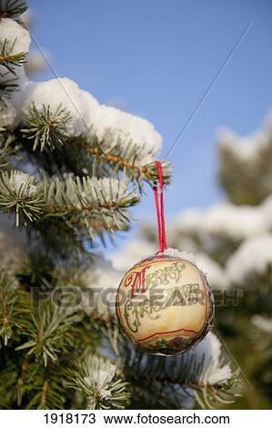 Stock Image - close-up of christmas ornament on snow-covered tree branch; whitburn, tyne and wear, england. Fotosearch