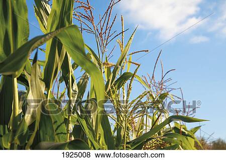 close-up of corn stalks; everson, washington, usa View Large Photo Image Stock Photo - close-up of corn stalks; everson, washington, usa. Fotosearch