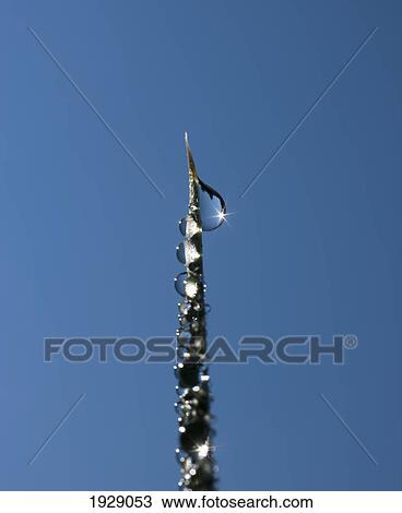 close-up of dewdrops on blade of grass against blue sky; new mexico, usa View Large Photo Image Stock Image - close-up of dewdrops on blade of grass against blue sky; new mexico, usa. Fotosearch