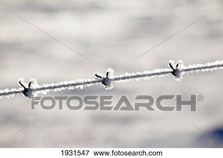 close-up of frost on barbed wire fence; cochrane, alberta, canada View Large Photo Image Stock Photo - close-up of frost on barbed wire fence; cochrane, alberta, canada. Fotosearch