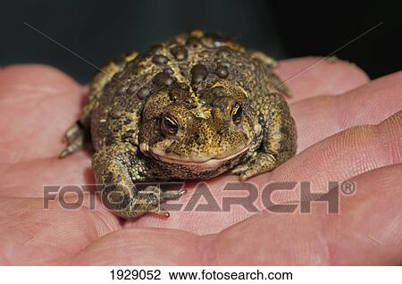 Stock Image - close-up of hand holding boreal toad; edmonton, alberta, canada. Fotosearch