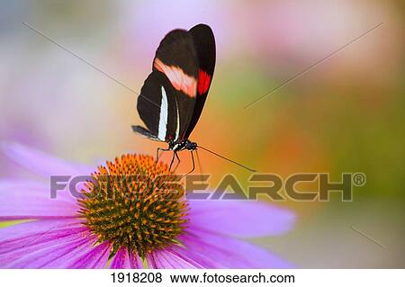 colorful butterfly on cone flower blossom in spring; oregon, usa View Large Photo Image Stock Photo - colorful butterfly on cone flower blossom in spring; oregon, usa. Fotosearch