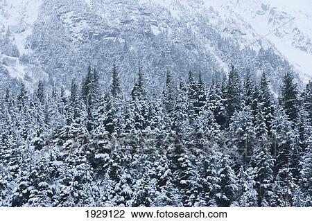 conifer forest shrouded in snow and fog with mountain backdrop, along the portage valley; alaska, united states of america View Large Photo Image Stock Image - conifer forest shrouded in snow and fog with mountain backdrop, along the portage valley; alaska, united states of america. Fotosearch
