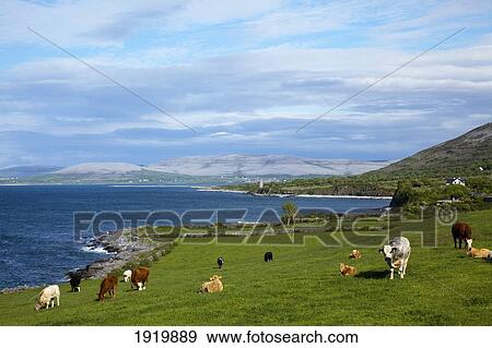 Cows Grazing Along The Coast; Ballyvaghan, County Clare, Ireland View Large Photo Image Stock Photo - Cows Grazing Along The Coast; Ballyvaghan, County Clare, Ireland. Fotosearch