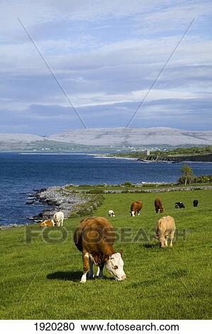 Cows Grazing On The Burren Coast Near Ballyvaghan; County Clare, Ireland View Large Photo Image Stock Image - Cows Grazing On The Burren Coast Near Ballyvaghan; County Clare, Ireland. Fotosearch