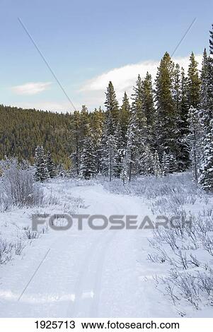 Stock Image - cross-country skiing trail in the foothills of the canadian rockies; bragg creek, alberta, canada. Fotosearch