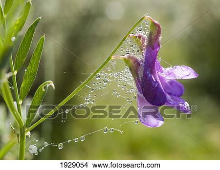 dew on spiderweb attached to wild pea blossom; new mexico, usa View Large Photo Image Picture - dew on spiderweb attached to wild pea blossom; new mexico, usa. Fotosearch