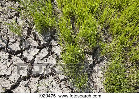 Stock Photography - drought and cracked earth in the rice terraces; bangaan, the cordillera, north luzon, philippines. Fotosearch