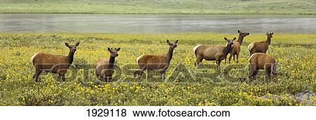 elk (cervus canadensis) herd in wildflowers along the gardiner river, yellowstone national park; wyoming, united states of america View Large Photo Image Stock Photo - elk (cervus canadensis) herd in wildflowers along the gardiner river, yellowstone national park; wyoming, united states of america. Fotosearch