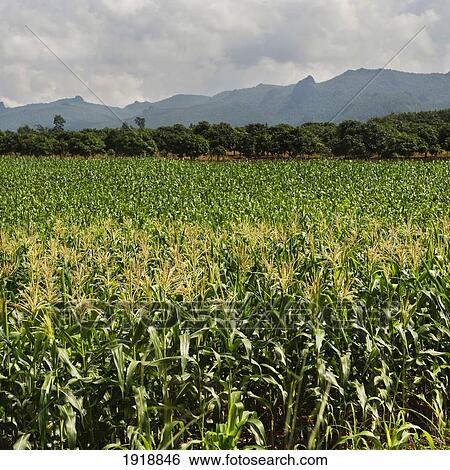 farmland; chiang dao, chiang mai, thailand View Large Photo Image Stock Photograph - farmland; chiang dao, chiang mai, thailand. Fotosearch