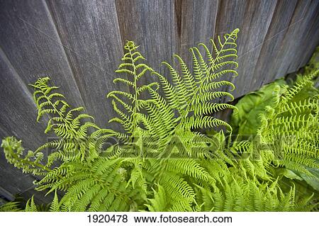 ferns along a fence in cougar annie's garden in boat basin at hesquiat harbor; clayoquot sound, british columbia, canada View Large Photo Image Stock Photo - ferns along a fence in cougar annie's garden in boat basin at hesquiat harbor; clayoquot sound, british columbia, canada. Fotosearch