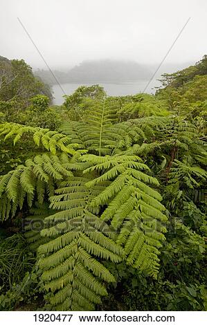 ferns growing in a lush, cloudy forest in twin lakes national park; s island, s oriental, philippines View Large Photo Image Stock Photo - ferns growing in a lush, cloudy forest in twin lakes national park; s island, s oriental, philippines. Fotosearch