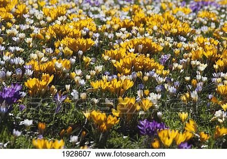 field of colorful flowers; dumfries, scotland View Large Photo Image Stock Photo - field of colorful flowers; dumfries, scotland. Fotosearch