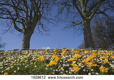 Stock Image - field of colorful wildflowers; dumfries, scotland. Fotosearch