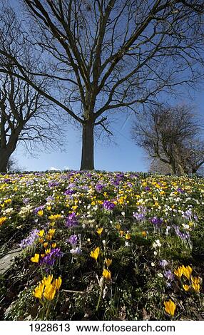 field of colorful wildflowers; dumfries, scotland View Large Photo Image Stock Image - field of colorful wildflowers; dumfries, scotland. Fotosearch