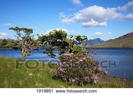 Flowering Shrub By Kylemore Lake; County Galway, Ireland View Large Photo Image Stock Image - Flowering Shrub By Kylemore Lake; County Galway, Ireland. Fotosearch